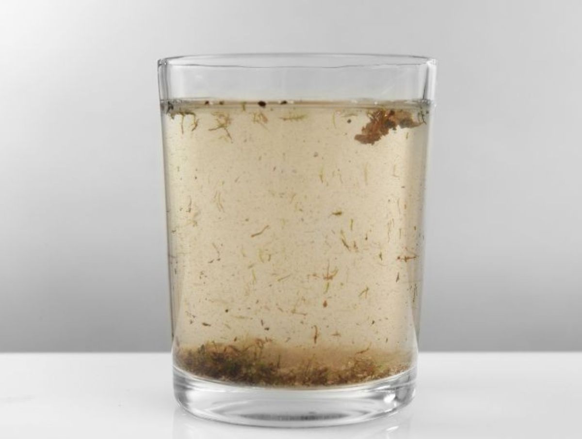 Nước nhiễm E.coli có nguy hiểm không? Nguyên nhân và giải pháp xử lý - Ảnh 3